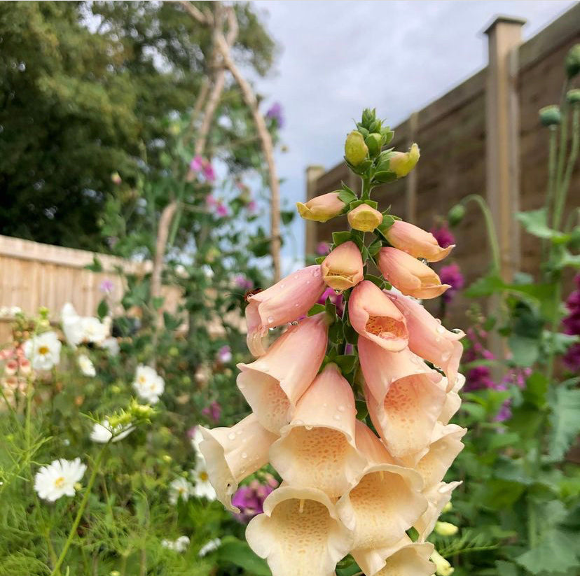 How to sow Foxgloves – The Rose Press Garden