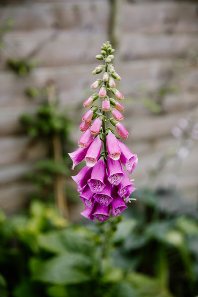 How to cut back Foxgloves once they have finished flowering