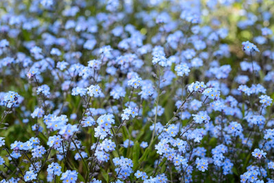 How to sow Forget Me Nots