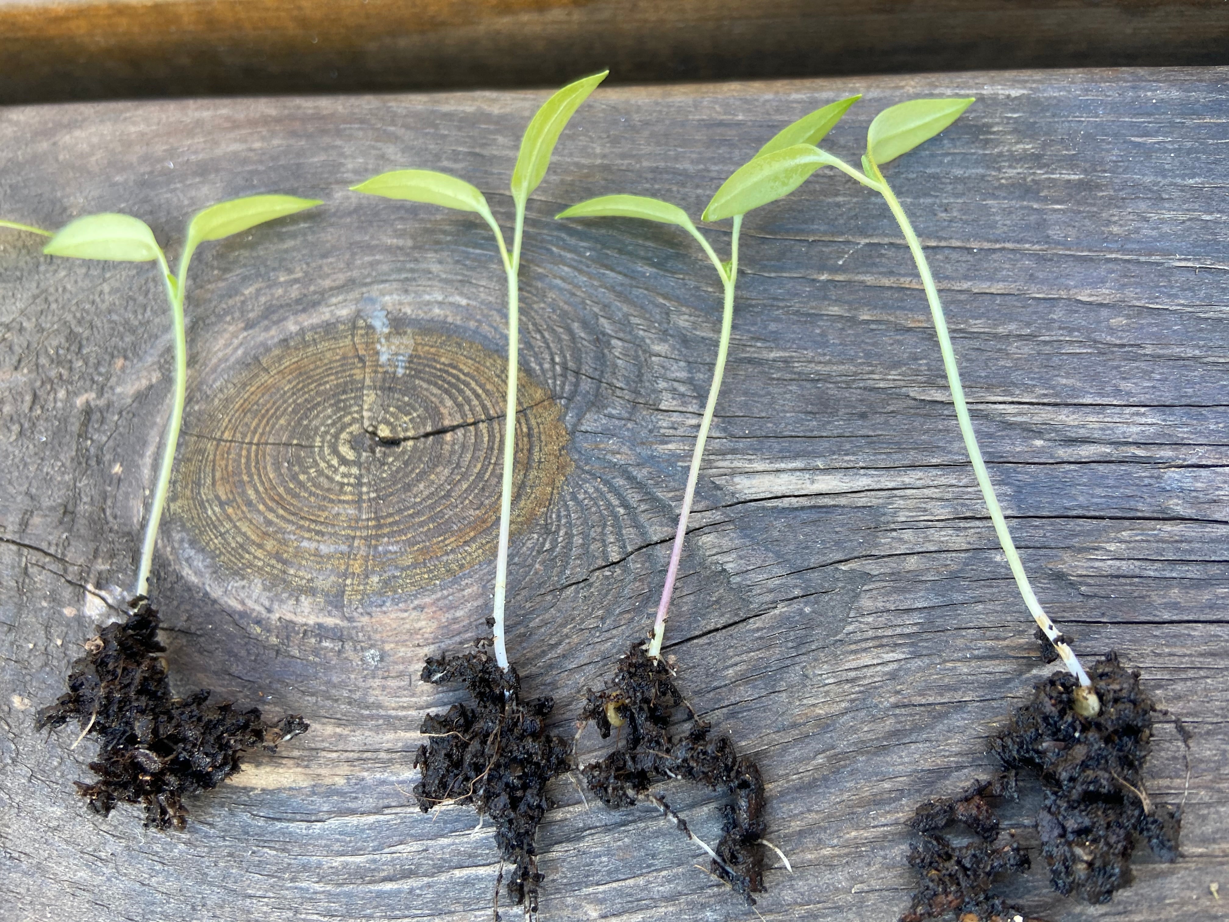 Planting Seeds in January The Rose Press Garden