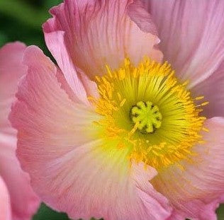 How to grow Icelandic Poppies from seed