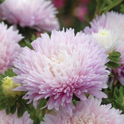 How to grow Asters from seed