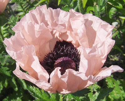 How to grow Oriental Poppies from seed