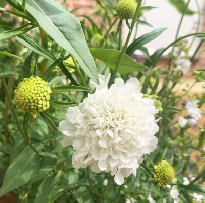 How to grow Scabious from seed