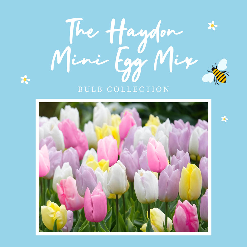 The Haydon Mini Egg Mix (30 bulbs)