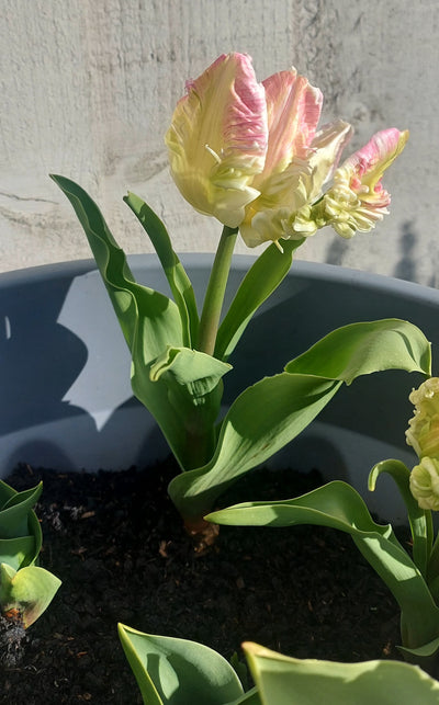 Tulip 'Cabanna' (15 Bulbs)