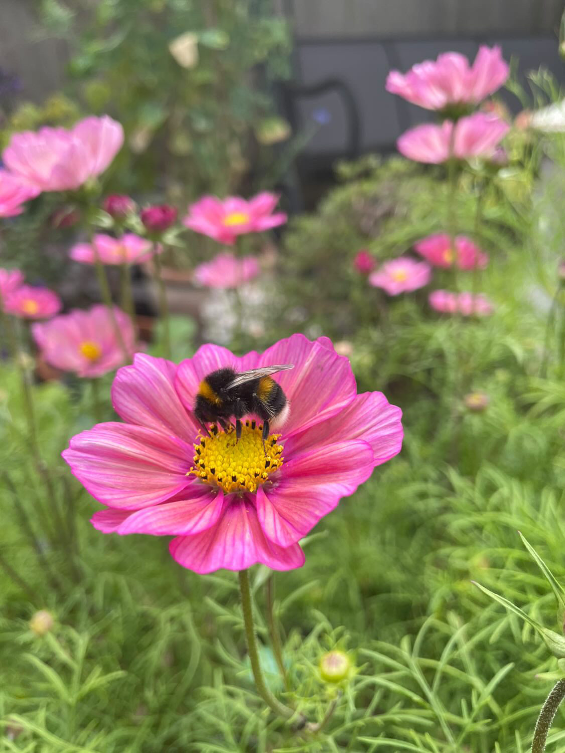 Cosmos 'Xsenia' Seeds | Romantic Pink-Peach Annual Flower – The