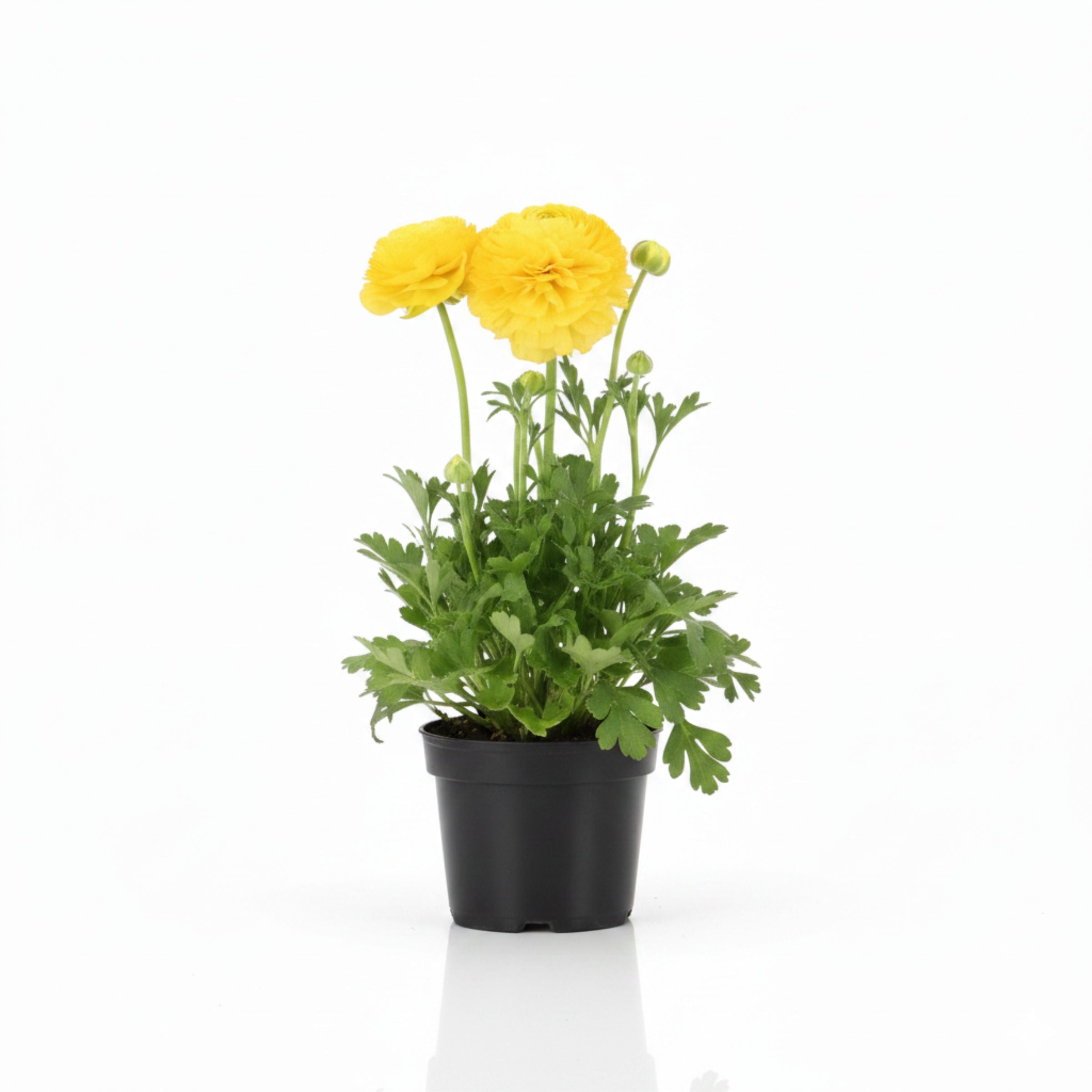 tesco flower seeds Ranunculus Vortex Lemonade - 1L Pot (3 or 6 Pack)