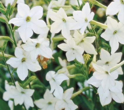 Nicotiana 'Perfume White' Seeds Fragrant Evening Blooms – The