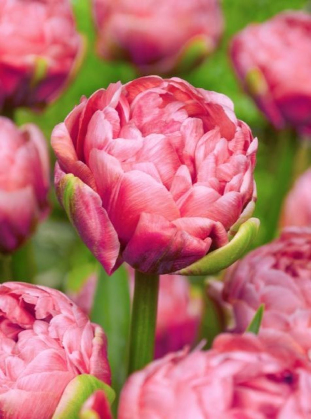 Tulip 'Renown Unique' (15 Bulbs) – The Rose Press Garden