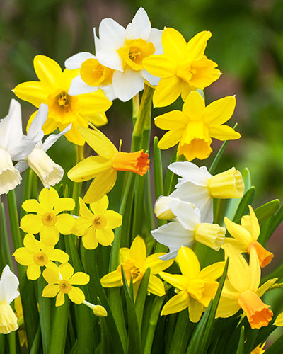 Daffodil Botanical Mix (10 Bulbs)