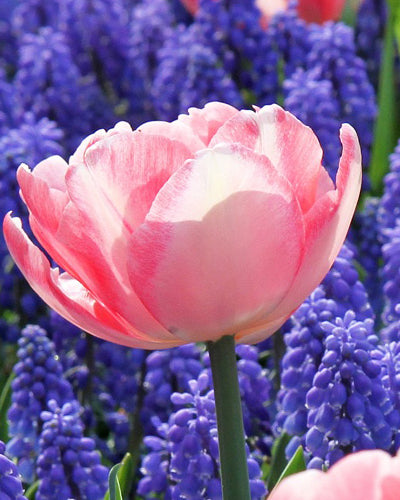 Tulip 'Foxtrot' (15 Bulbs)