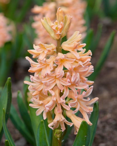 Hyacinth Gipsy Queen (10 Bulbs)
