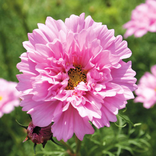 cosmos rose bonbon seeds Cosmos 'Double Click Bon Bon' Seeds