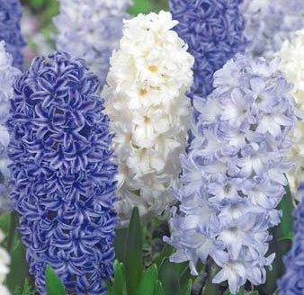 Hyacinth Blue Water Mix (10 Bulbs)