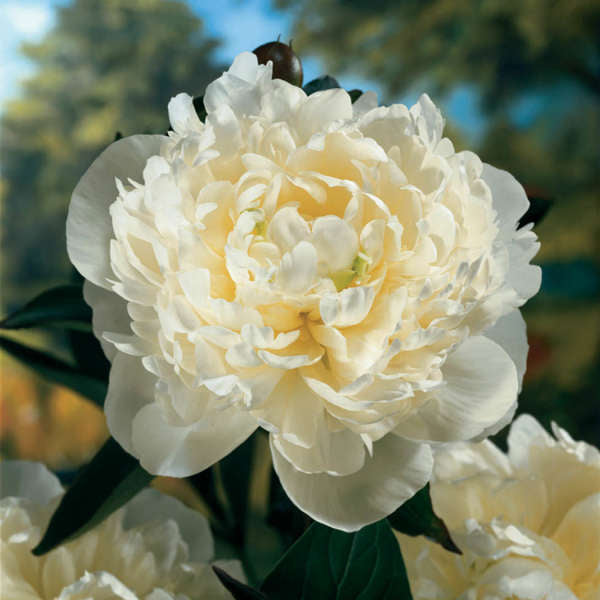Duchesse de nemours peony deals