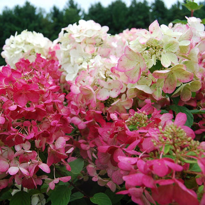 The August Subscription Box - Hydrangea 'Diamond Rouge'