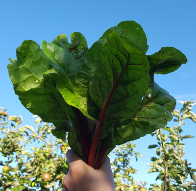 Meet the Gardener: Lily @zero_waste_garden