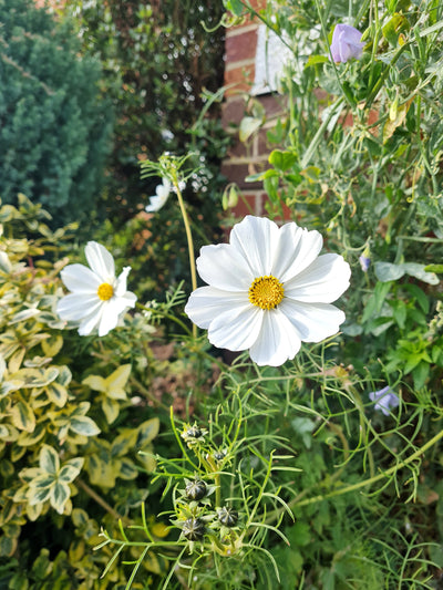 October in the garden