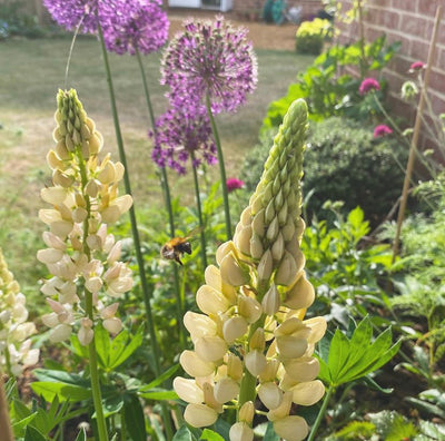 How to sow Lupins