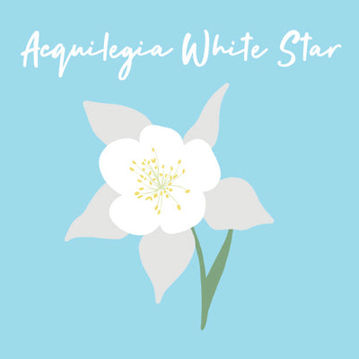 Day 24 of Advent Calendar: Aquilegia White Star