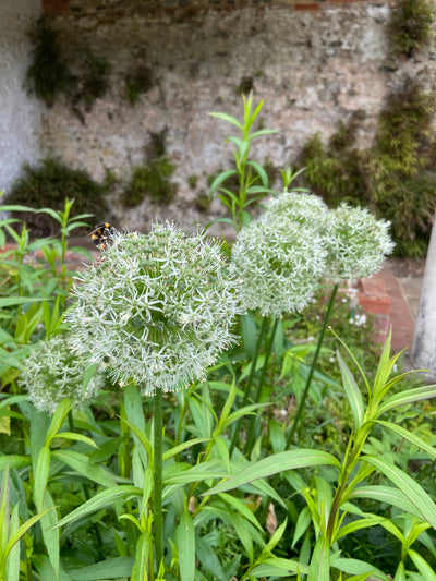 For the Love of Alliums