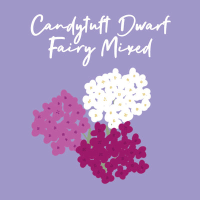 Day 21 of Advent Calendar: Candytuft Dwarf Fairy Mixed
