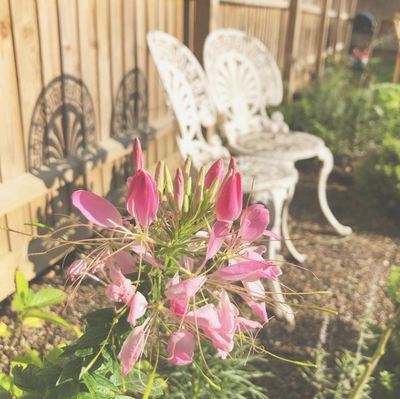 What Flowers to sow in February