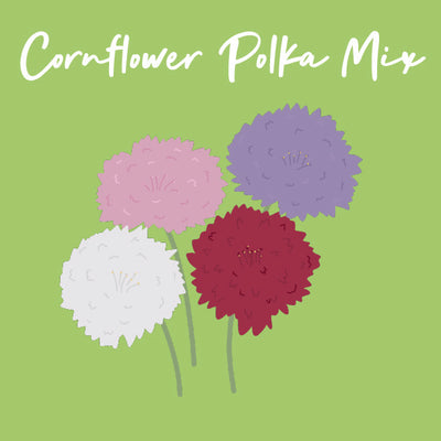 Day 20 of Advent Calendar: Cornflower Polka Mix
