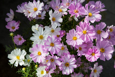 Are Cosmos the unsung hero of Summer?