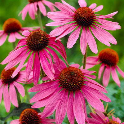 How to sow Echinacea