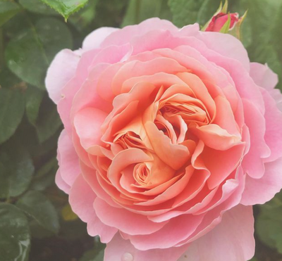 How to plant bare root roses