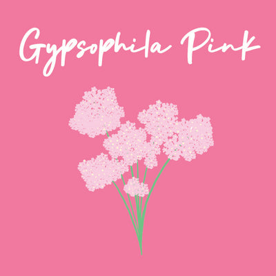 Day 19 of Advent Calendar: Gypsophila Pink