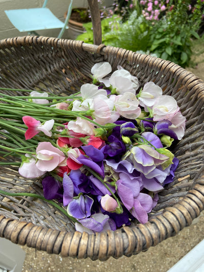 Gardening Sustainably