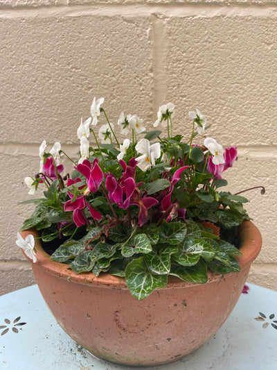 How to add Winter bedding to your garden
