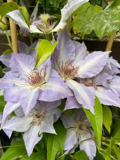 The wonders of Clematis