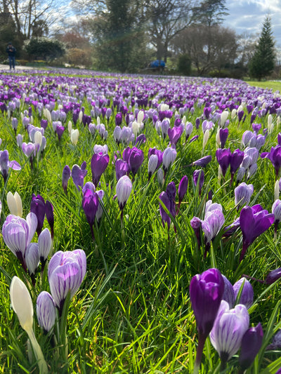 Early March – jobs to do in the garden, by Becky