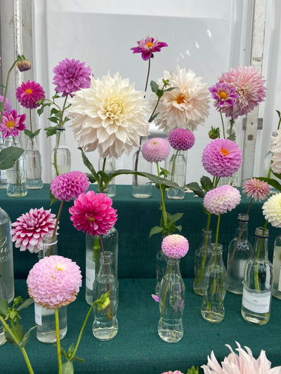 The best dahlias for your garden