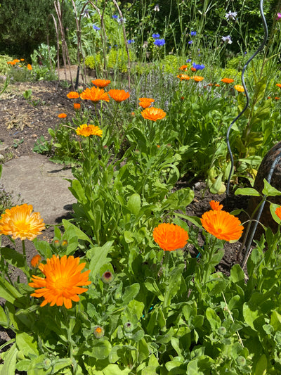 Companion Planting: Growing Flowers and Vegetables Together