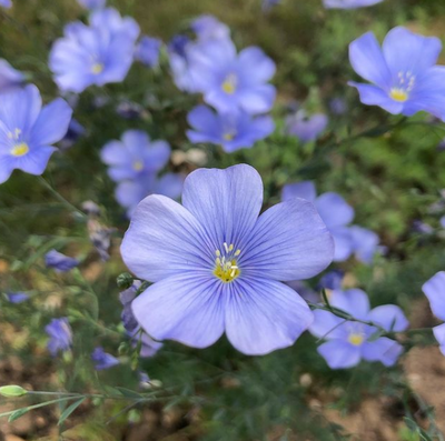 How to grow Linum Perenne
