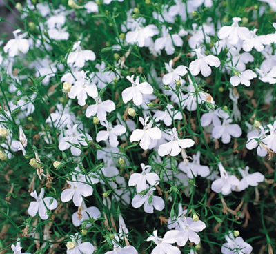 How to sow Lobelia
