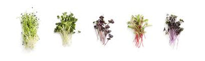 How to sow Microgreens