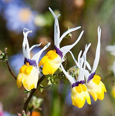 How to sow Nemesia Masquerade
