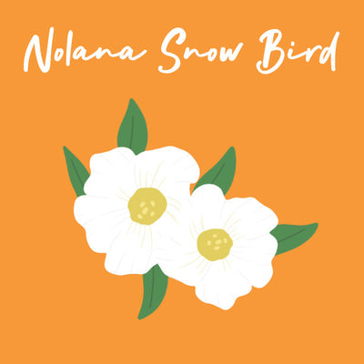 Day 22 of Advent Calendar: Nolana Snow Bird