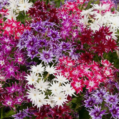 How to sow Phlox from the Christmas Flower Seed Advent Calendar