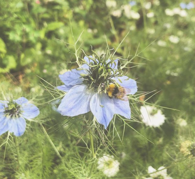 Planting for Pollinators