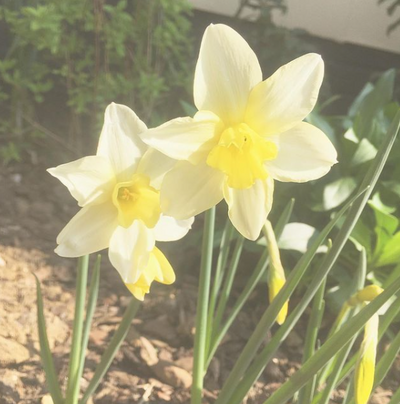 What to do when your daffodils 'go over'