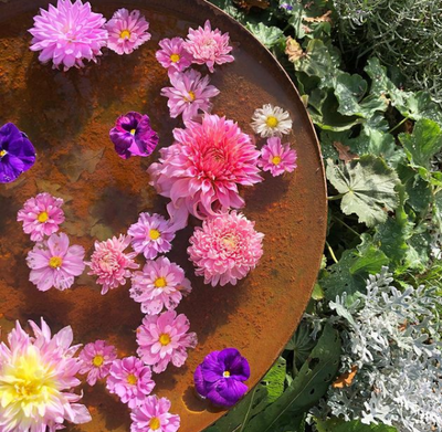 How to pinch Dahlias