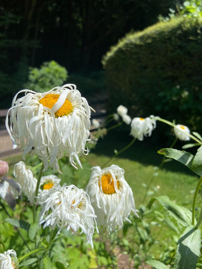Gardening in a heatwave