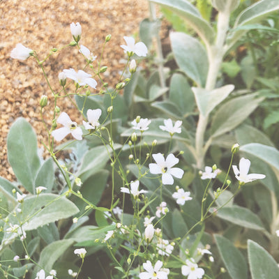 When to sow Gypsophila